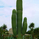 Egrow 100PCS/Pack Stone Cactus Seeds Succulents Raw Stone Cactus Bonsai Potted Flowers