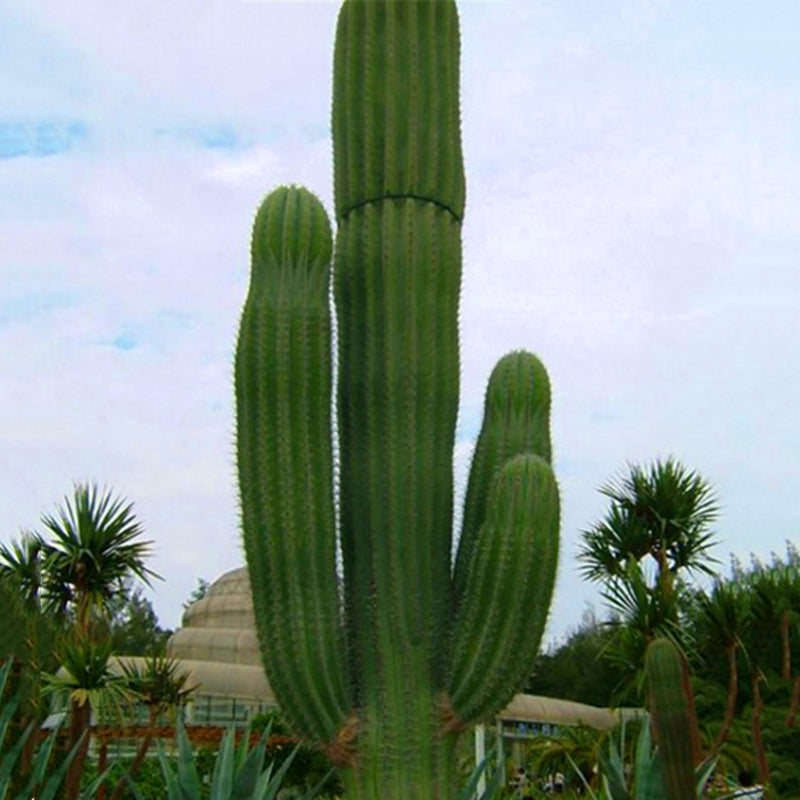 Egrow 100PCS/Pack Stone Cactus Seeds Succulents Raw Stone Cactus Bonsai Potted Flowers