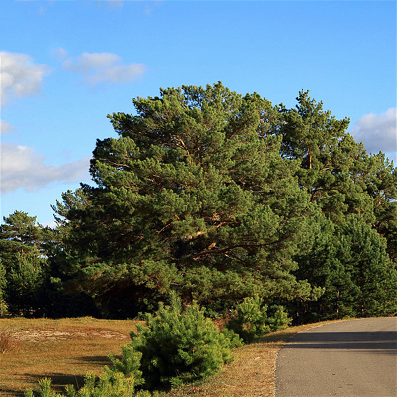 Egrow 30 Pcs/Pack Sylvestris Tree Seeds Pinus Sylvestris Tree Semente Plant Chinese Pinus Tree