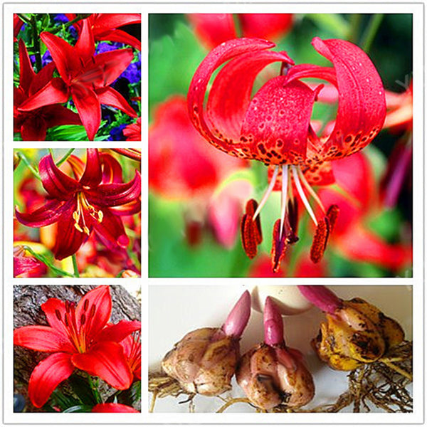 Egrow 2Pcs/Pack Lily Seeds Rare Red Lily Bulb Bonsai Bulb Bonsai Lily Bulb Pleasant Fragrance Home And Garden Plants