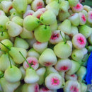 Egrow 100 PCS/Pack Jambu Air Seeds Rose Wax Apple Bonsai Rare Fruit Flores for Home Garden Planting