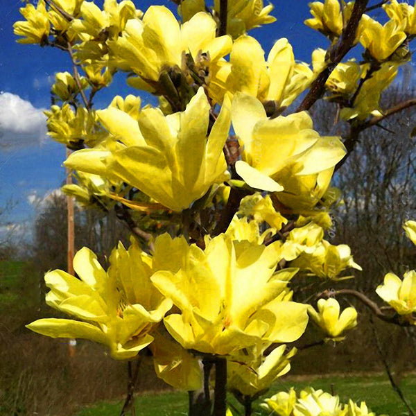 Egrow 10Pcs/Pack Magnolia Seeds Garden Light Fragrant Tree Seeds Ornamental Plants