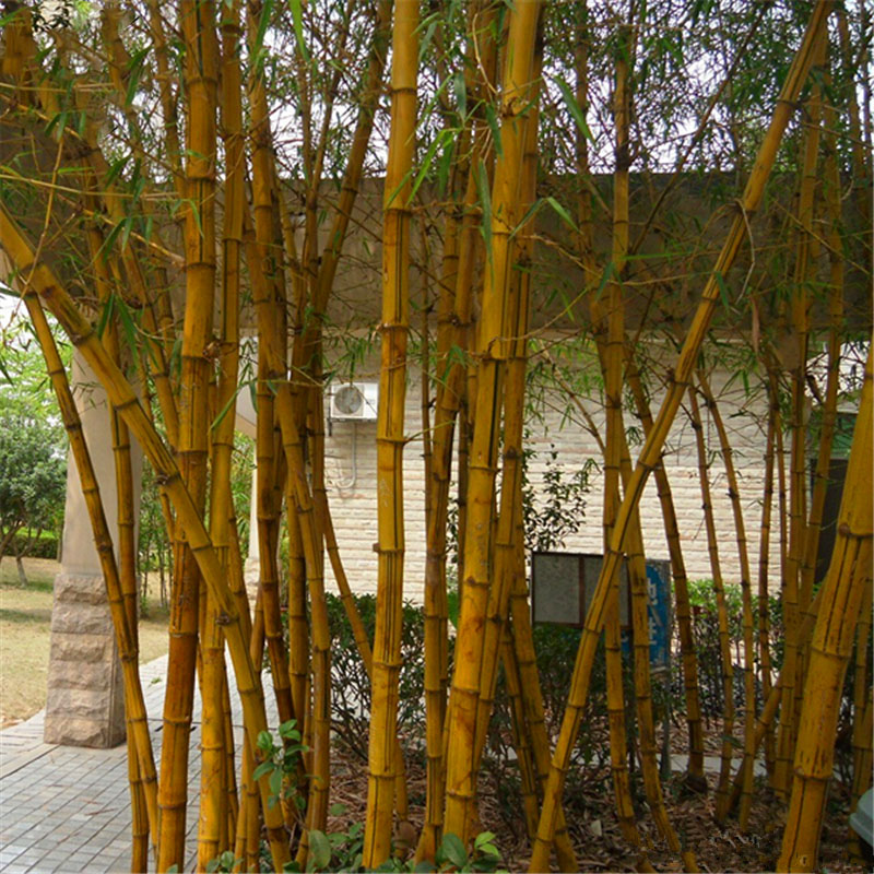 Egrow 50pcs/Bag Golden Bamboo Seeds New Semente Rare Golden Bamboo Tree Seeds for Home Garden Plants