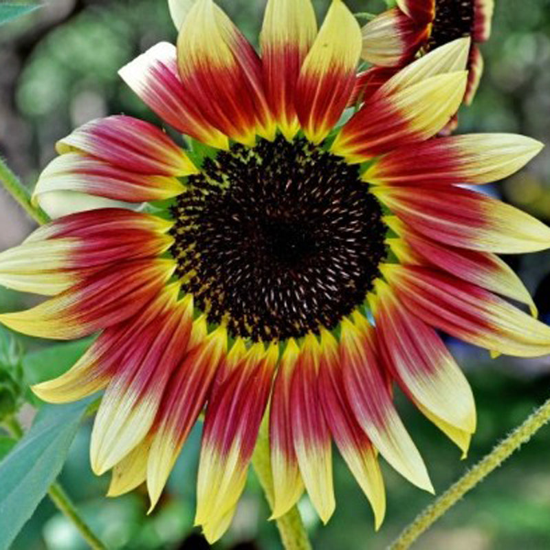 40Pcs Mixed Colored Sunflower Seeds Rare Bonsai Flower Seeds Garden potted Plant