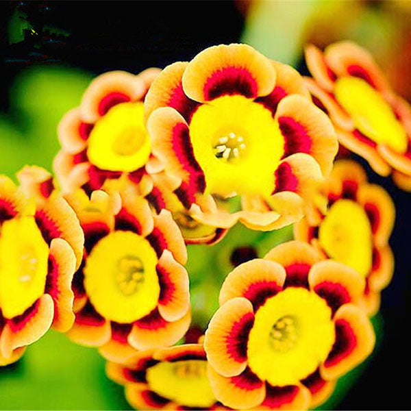 Egrow 100 Pcs/Pack Petunia Bonsai Seeds Colorful Star Petunia Flower Garden Patio Potted Plant