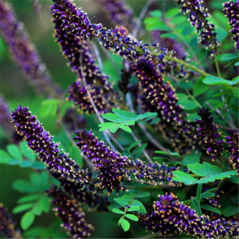 Egrow 120 Pcs/Pack Amorpha Fruticosa Seeds False Indigo Bush Tree Plant Amorpha Fruticosa Tree
