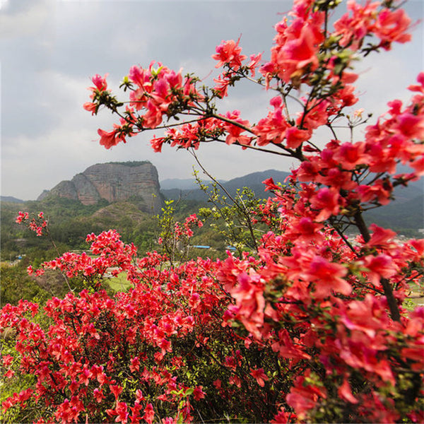 Egrow 100 Pcs/Pack Azalea Seeds Azalea Tree Plant Rhododendron Simsii Flower Seeds Home Garden Decoation