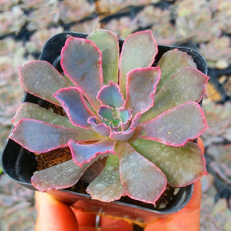 Egrow 100Pcs/Pack Echeveria Succulent Seeds Garden Planting Rare Lithops Plant Bonsai Flower Seed