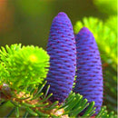 Egrow 50 Pcs/Pack Fir Abies Seeds Nordmann Fir Christmas Tree Conifer Tree Flower House Garden Bonsai Plants Flower Pot
