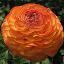 Egrow 50Pcs/Pack Ranunculus Asiaticus Seeds Garden Persian Buttercup Seeds DIY Bonsai