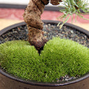 Egrow 100 Pcs/Pack Moss Seeds Resurrection Plant Rose Of Jericho Dinosaur Plant Air Fern Spike Moss