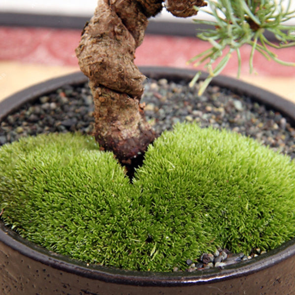 Egrow 100 Pcs/Pack Moss Seeds Resurrection Plant Rose Of Jericho Dinosaur Plant Air Fern Spike Moss