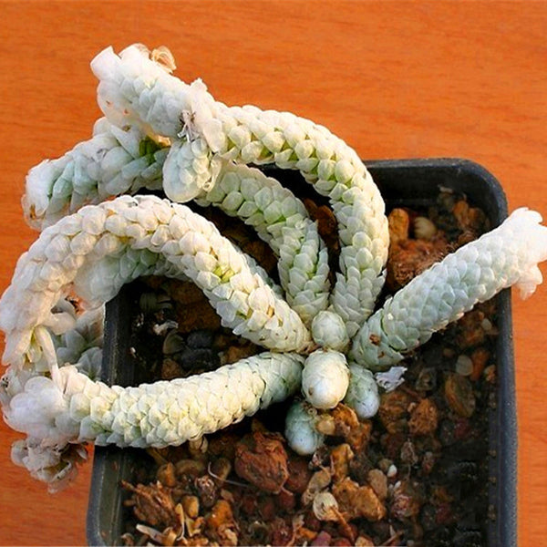 Egrow 100Pcs/Lot Cactus Seeds Cactus Flowers Plantas Rare Plant Bonsai Foliage Magical Garden & Home Flora