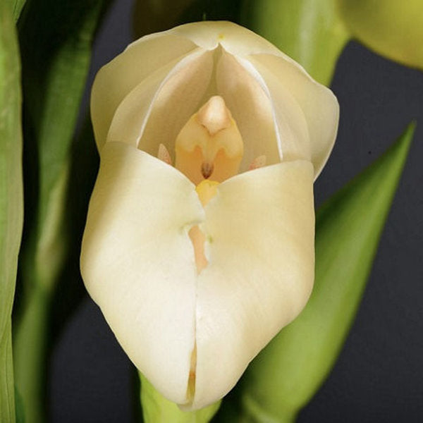 Egrow 100Pcs/Pack Angulo Seeds Asleep Angel Child Shaped Garden Seed Home Office Potted Plants