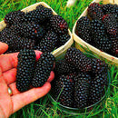 100Pcs Black Mulberry Seeds Morus Nigra Tree Garden Bush Seeds DIY Home Garden Bonsai