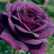 100Pcs Purple Rose Seeds Garden Flower Seeds Home Rare Plant Bonsai