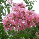 Egrow 120 Pcs/Pack Myrtus Seeds Lagerstroemia Indica Tree Plant Crape Myrtus Flower Seeds