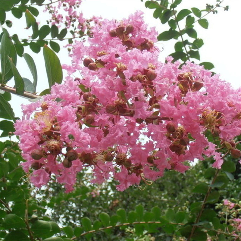 Egrow 120 Pcs/Pack Myrtus Seeds Lagerstroemia Indica Tree Plant Crape Myrtus Flower Seeds