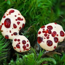 Egrow 100pcs/Bag Honey Mushroom Seeds Special Mushroom Seeds Edible Health Vegetable Mushroom Seeds