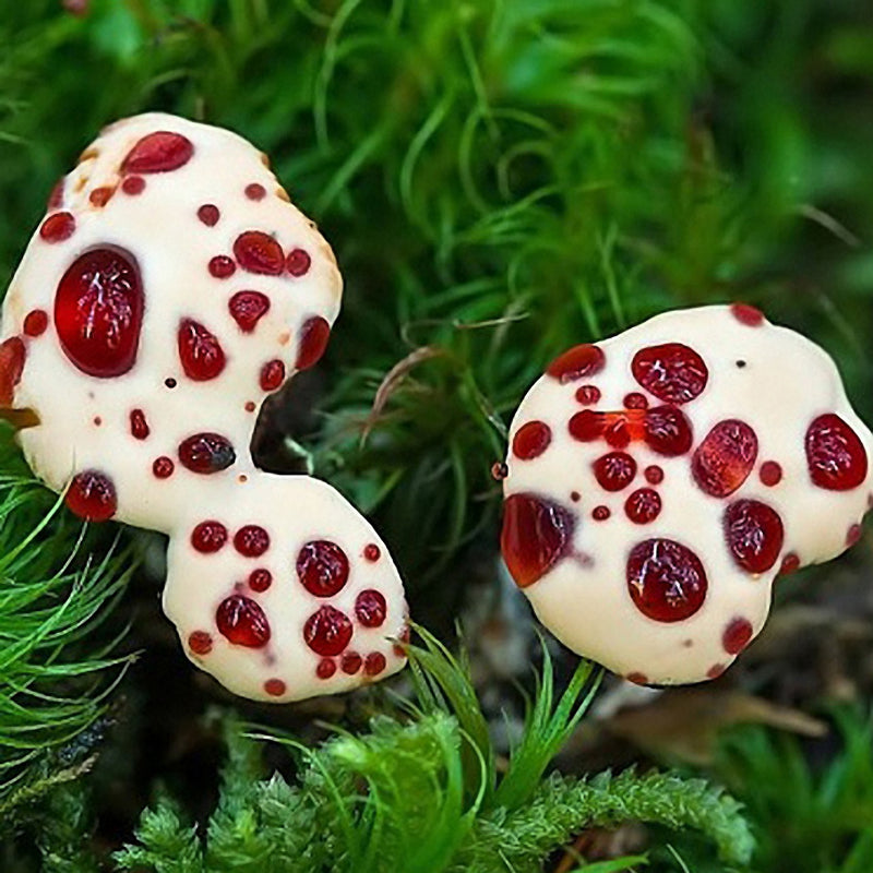 Egrow 100pcs/Bag Honey Mushroom Seeds Special Mushroom Seeds Edible Health Vegetable Mushroom Seeds
