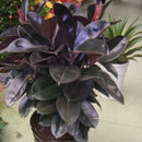 Egrow 50Pcs/Pack Indian Rubber Tree Seeds Rare Bonsai Ficus Elastica Plants Indoor Purify Air Anti Radiation Plant