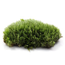 DIY Mirco Landscape Moss Plant Natural Wild Leucobryum Bowringii Glass Bottle Decorations