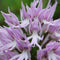 20Pcs Naked Male Orchid Garden Magic Seeds Orchis italica Home Office Potted Plants