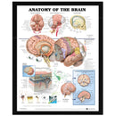 60x80cm Anatomy Of The Brain Poster Anatomical Silk Cloth Chart Human Body Midcal Educational Decor