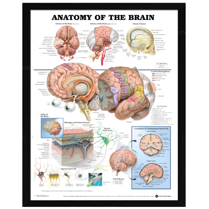 60x80cm Anatomy Of The Brain Poster Anatomical Silk Cloth Chart Human Body Midcal Educational Decor