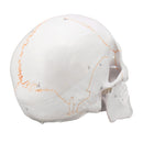 Life Size Human Anatomical Anatomy Head Skeleton Skull Teaching Medical Model Precise