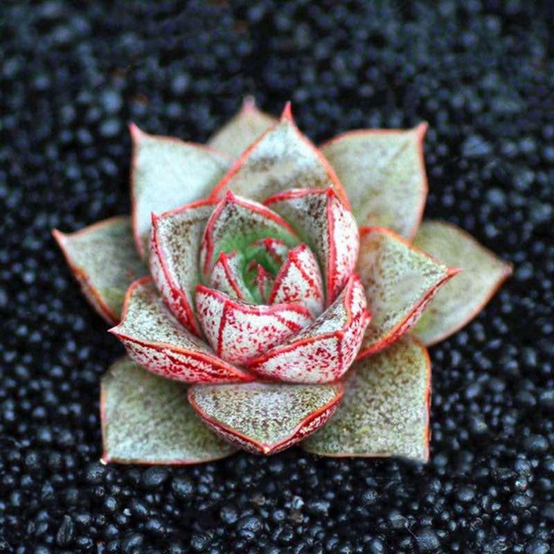 Egrow 100 Pcs/Pack Echeveria Purpusorum Seeds Fresh Succulent Plant Seed Garden Round Leaf Succulent