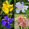 100pcs Mixture Colors Iris Flower Seeds Garden Balcony Perennial Herb Ornamental Plant