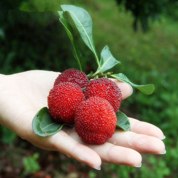 Egrow 10Pcs/Pack Arbutus Seeds Delicious Sweet Sour Chinese Fruit Seeds Farm Garden Plants Tree Seed