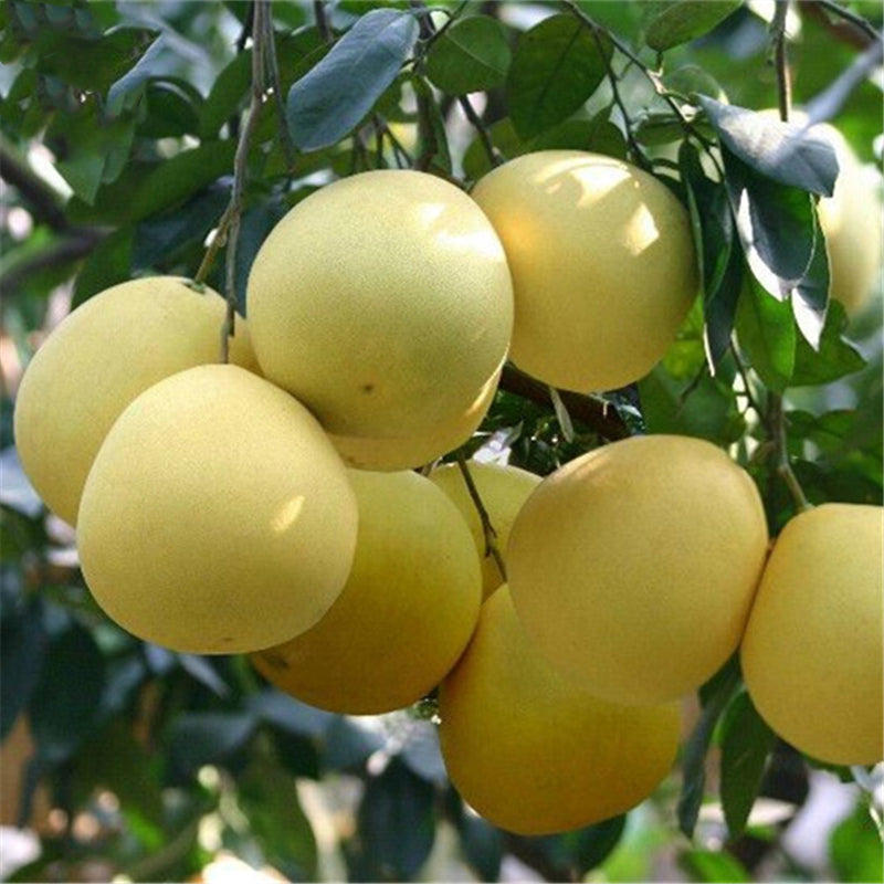 Egrow 25 Pcs/Pack Grapefruit Tree Seeds Grapefruit Tree Plant Citrus Maxima Fruit Seeds