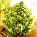 Egrow 100 Pcs/Pack Cauliflower Seeds Vegetable Broccoli Bonsai Balconies Cabbage Cauliflower Terraces Small Planting Rapebonsai