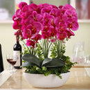 Egrow 100Pcs Phalaenopsis Seeds Living Room Decoration Flowers Potted Plant Seed Home Garden