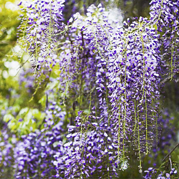 Egrow 10Pcs/Bag Garden Creepers Wisteria Seeds Rare Bonsai Tree Seeds Ornamental Plant Flower Seeds