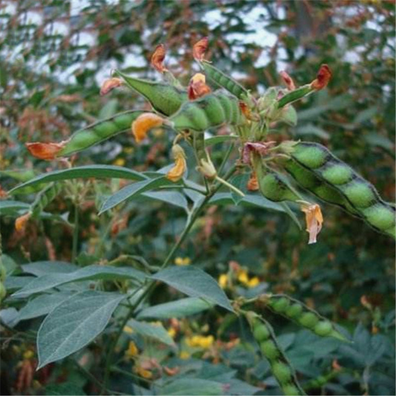 Egrow 200 Pcs/Pack Green Soy Bean Seeds Cajanus Cajan Tree Semente Plant Wood Bean For Cajanus Mu Dou Tree