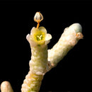 Egrow 100Pcs/Lot Cactus Seeds Cactus Flowers Plantas Rare Plant Bonsai Foliage Magical Garden & Home Flora