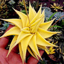 Egrow 100 Pcs/Pack Aloe Seeds Vera Plant Bonsai Edible Beauty Edible Cosmetic Bonsai Plants for Home