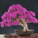 Egrow 100Pcs Garden Bougainvillea Glabra Choisy Seeds Climbing Garden Flower Seeds