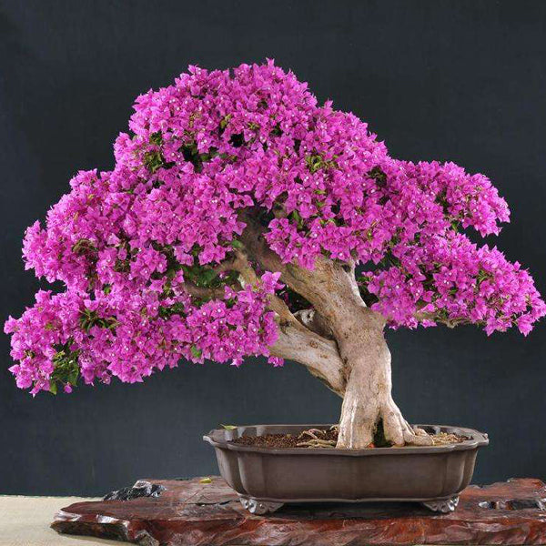 Egrow 100Pcs Garden Bougainvillea Glabra Choisy Seeds Climbing Garden Flower Seeds