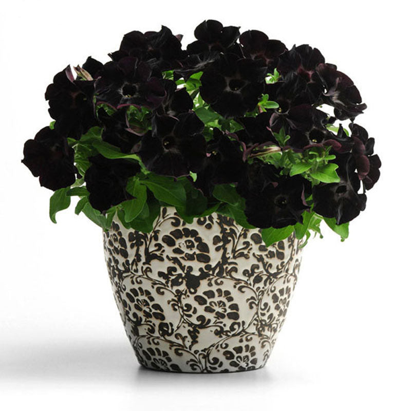 Egrow 100Pcs Black Petunia Seeds Rare Bonsai Flower Seeds Annual Bonsai Petunia