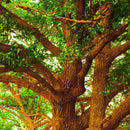 Egrow10Pcs/Bag Oak Seeds American Tree Vitality Long Ancient Species Outdoor Rare Fruit Plant Seeds