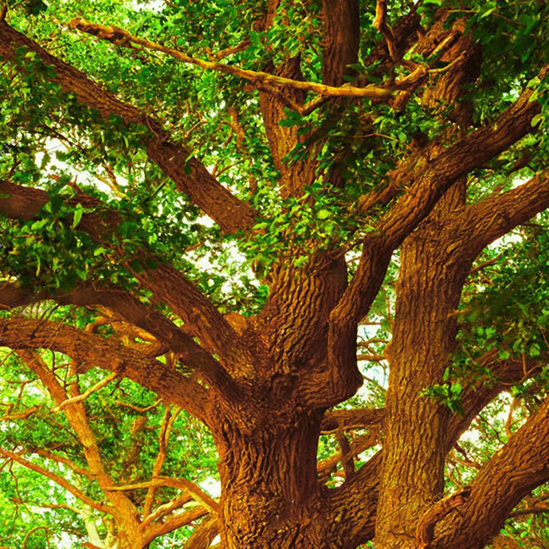 Egrow10Pcs/Bag Oak Seeds American Tree Vitality Long Ancient Species Outdoor Rare Fruit Plant Seeds