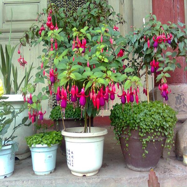 30PCS Chinese Enkianthus Seeds Potted Chinese Enkianthus Flower Garden Ornamental Plants