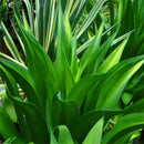 Egrow 100 Pcs/Pack Maguey Seeds Mixed Rare Aloe Agave Bonsai Rare Succulent Plants Agave Potted For Home and Garden Decoration