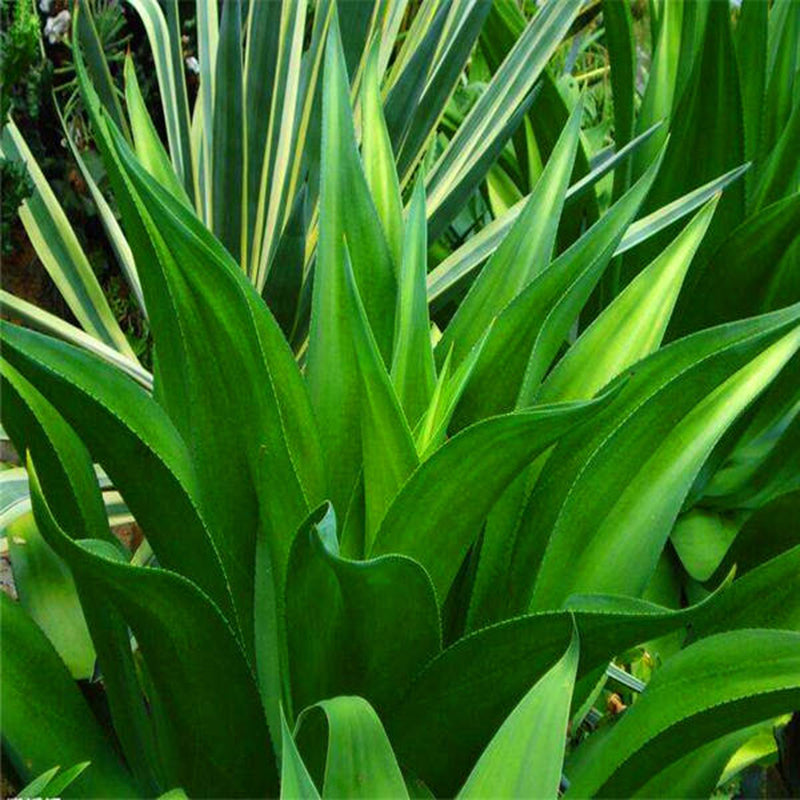 Egrow 100 Pcs/Pack Maguey Seeds Mixed Rare Aloe Agave Bonsai Rare Succulent Plants Agave Potted For Home and Garden Decoration