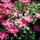 Egrow 100Pcs Home Gardening Clematis Floride Thunb Flower Seeds Home Bonsai Plant