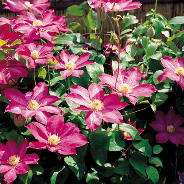 Egrow 100Pcs Home Gardening Clematis Floride Thunb Flower Seeds Home Bonsai Plant